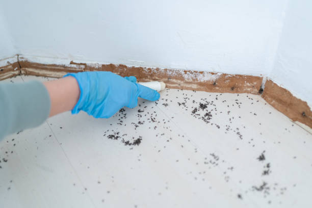 Best Insect Control  in Bunk Foss, WA