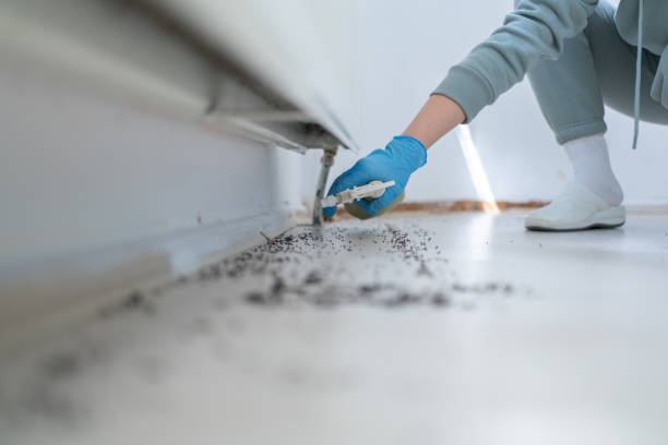 Reliable Bunk Foss, WA Pest Control Solutions